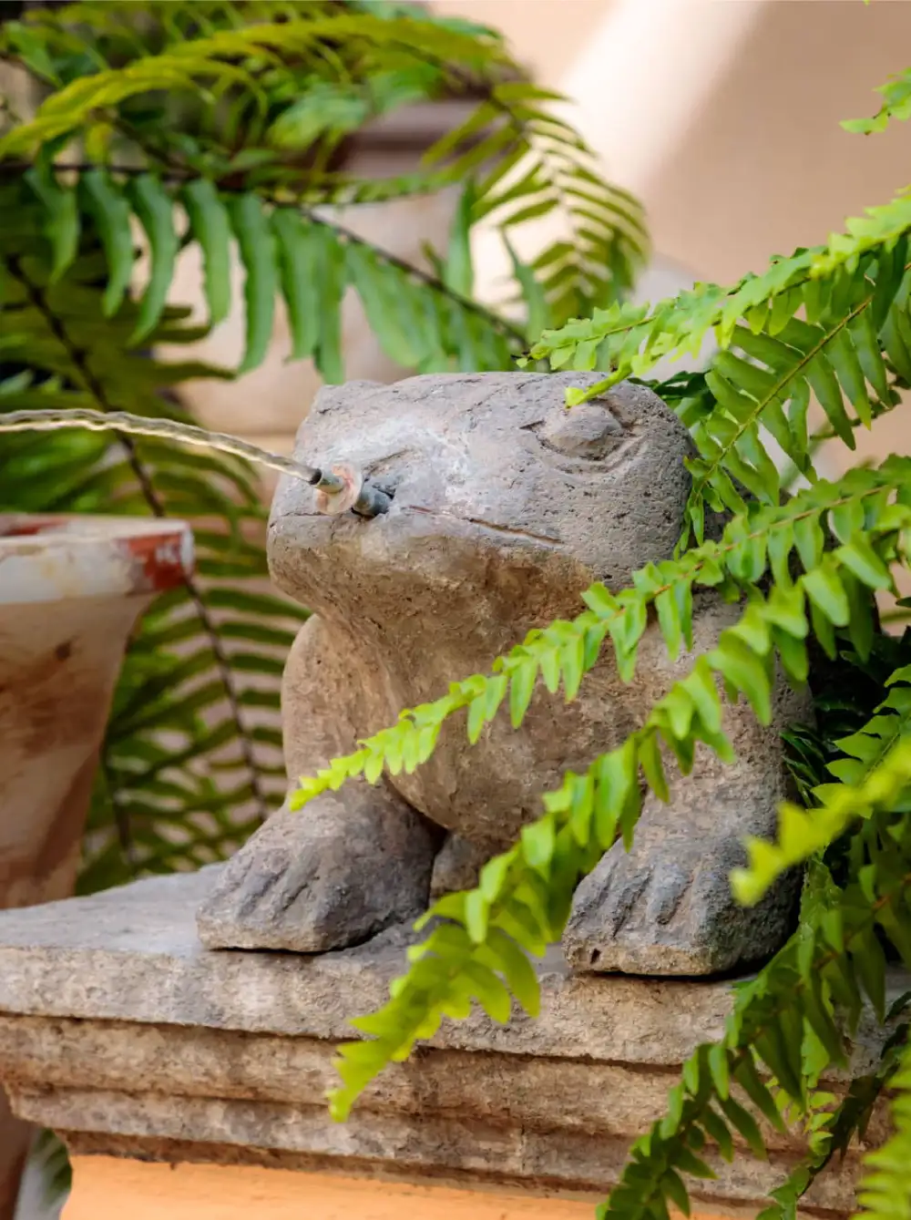 Fuente de piedra con forma de rana entre helechos en el jardín del Mesón Santa Rosa